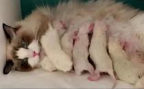 ​你需要了解猫咪的生产过程