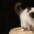 伯曼猫性格如何
