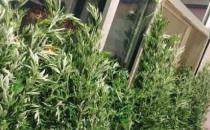 艾叶有驱蚊的效果吗（是能够起到驱蚊的效果）