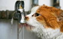 猫咪尿结石的症状表现和预防手段