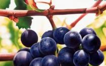 吃什么水果能够缓解皮肤干燥（可以多吃一些葡萄，柑橘，银耳）