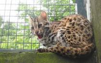 野生豹猫在我国的数量还多吗  为什么 