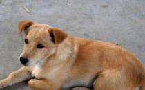 把几只3个月大的中华田园犬放到深山中  它们能存活吗