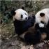 ​大熊猫为什么是我国独有的动物 它到底经历了什么