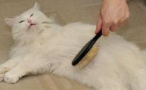 春季猫咪换毛期注意事项