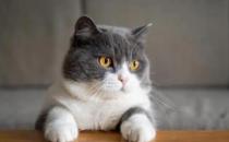​英国短毛猫的饲养方法（食物以猫粮为主定期体内外驱虫）