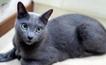 科拉特猫怎么养 科拉特猫饲养方法