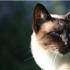暹罗公猫发情的表现是什么