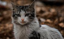 褴褛猫尿路感染怎么治疗