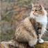 挪威森林猫产后护理注意事项