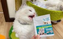 幼猫奶粉如何选购 小奶猫奶粉选择攻略