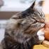 猫喜欢吃的食物有哪些