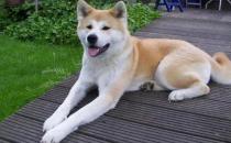 ​秋田犬出现掉毛怎么办（不能只吃一种狗粮）