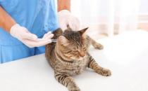 猫什么情况打缩宫针