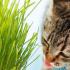 猫咪几个月可以吃猫草