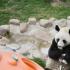 ​私自向大熊猫投喂竹笋花生 两游客被终身禁入成都大熊猫基地