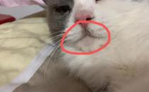怎么预防猫咪黑下巴