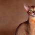 埃及法老猫是什么品种