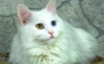 安哥拉猫怎么辨别