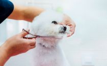 犬只为什么要梳洗