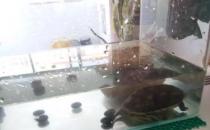 ​中华草龟冬季如何进行饲养（提高水温）