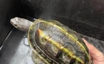 ​三龙骨龟如何饲养（提供一个安全的生长环境）