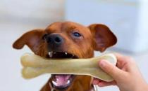 ​狗狗牙齿需经常清洁