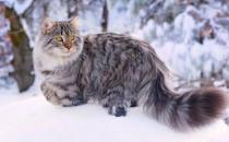 ​西伯利亚猫一只多少钱 西伯利亚猫价格