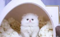 ​白色波斯猫多少钱 波斯猫幼崽价格