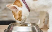 两个月的猫吃猫粮要泡吗 怎么泡能保留营养