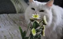 家里养猫咪后还可以种百合花吗