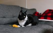 奶牛猫的性格特点 都掌握了吗