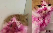 ​猫可以吃火龙果吗 肠胃不健康就不要喂食了