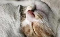 ​猫猫发出呼噜呼噜的声音是什么意思 并不是睡着了
