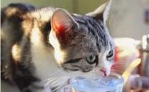 ​猫能喝热水吗 水温合适才是最好的