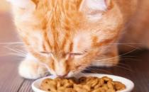 ​折耳猫能不能补钙 哪些食物可以补钙