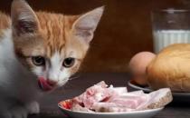 ​猫吃牛肉的好处 喂食生肉好还是熟肉好