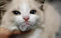 ​猫吐白沫有几种可能 是猫瘟吗