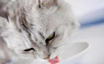 ​猫呕吐不吃饭能自愈吗 如何解决