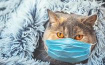 ​猫咪会感染新型冠状病毒肺炎吗 如何有效预防
