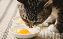 ​猫每天补充牛磺酸多少克  过量会怎样