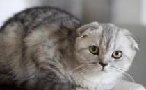 折耳猫能活多长时间