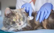 ​猫咪尿血是怎么回事 如何护理预防