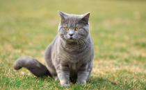 英国短毛猫有多少种颜色 五种常见的颜色你见过几种