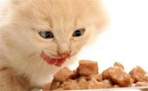 ​猫咪冬天饮食需要注意什么 