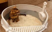 如何让猫咪学会使用猫砂盆（摆放在固定的位置)