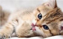 孕妇养猫要注意什么 科学喂养预防弓形虫