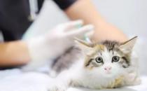 幼猫打疫苗前注意事项