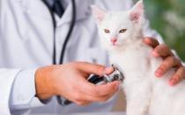 猫咪急性肠胃炎症状和治疗