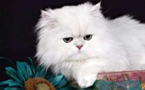 ​波斯猫起源于哪个国家 波斯猫的性格特点